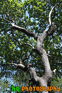 Interesting Tree Branches