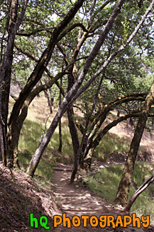 Trail, Trees, & Shadows