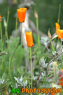 California Poppy Flowers