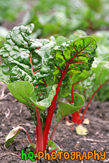 Swiss Chard Lettuce