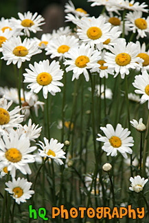 Daisy Flowers