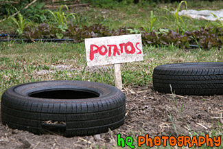 Potatos at Green Gulch Farm