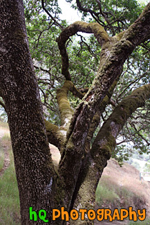 Mossy Tree