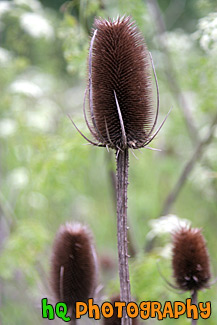 Brown Sticker Type Bush