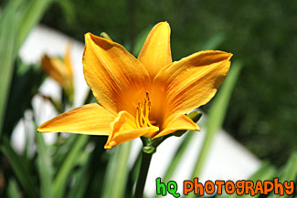 Orangish-Yellow Flower