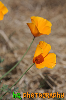 Orange Poppy Flowers