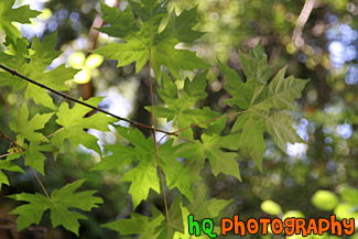 Green Maple Leaves