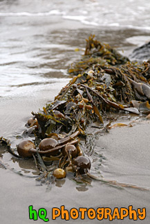 Seaweed on Beach