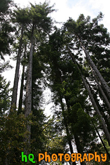 Tall Trees