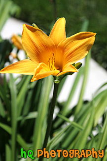 Orange Flower