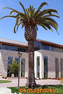 Palm Tree on Santa Clara Campus