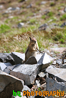 Standing Squirrel