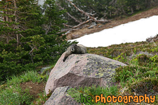 Marmot