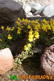 Flowers & Rocks