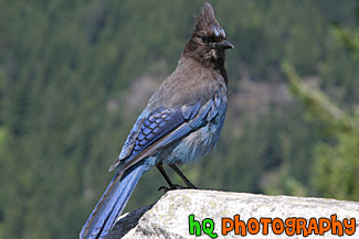 Blue & Black Bird