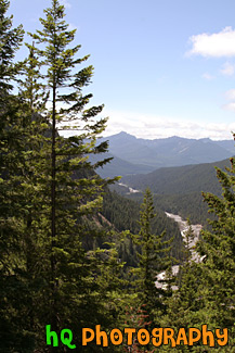 Evergreen Trees & Hills