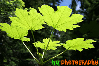 Green  Sticker Plant in Sunlight