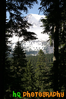 Looking at Mt. Rainier Through Trees