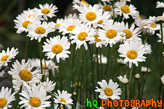 Daisy Flowers Up Close