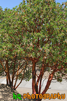 Madrone Trees