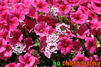 Pink & White Flowers Up Close