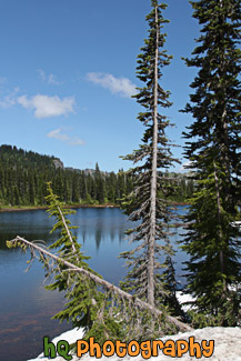 Reflection Lake, Trees & Snow