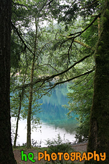 Lake Cresent Through Trees