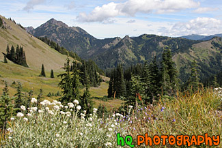 Olympic Mountains Fields & Wildflowers