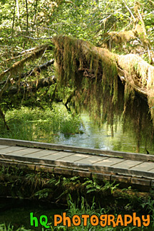 Hoh Rain Forest Bridge