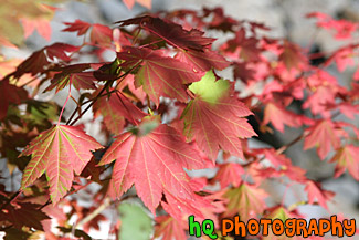 Red Fall Leaves