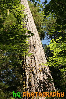 Looking up at a Big Sitka Spruce Tree