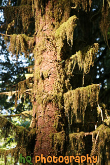 Moss on Sitka Spruce Tree