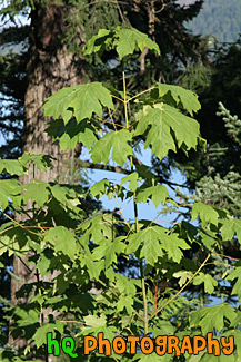 Green Leaves Close Up