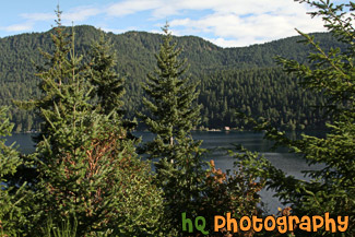 Trees & Mountains Around Lake Cresent