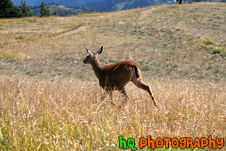 Deer Running in Field