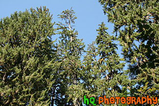 Looking Up at Sitka Spurce Trees