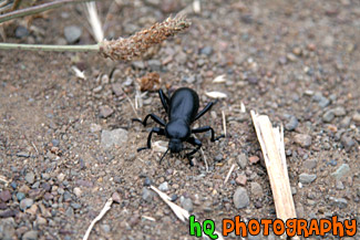 Black Beetle