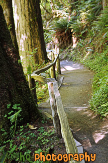 Hoh Rain Forest Trail