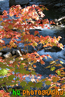 Fall Leaves & River