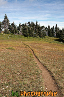 Hurricane Ridge Trail