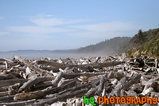 Logs on Kalaloch Beach