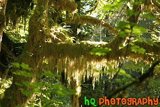 Hoh Rain Forest Moss