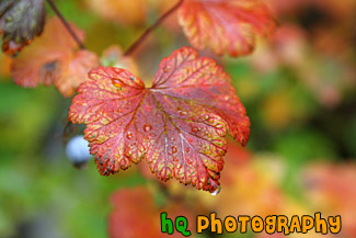 Autumn Leaf & Water Drops