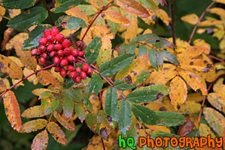 Autumn Leaves & Red Berries