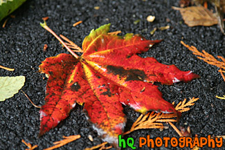 Bright Red Leaf