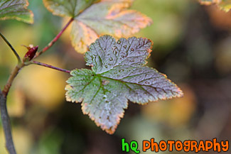 Green & Maroon Leaf