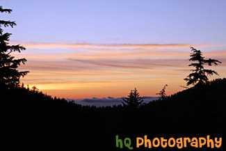 Sunset & Silhouette Trees