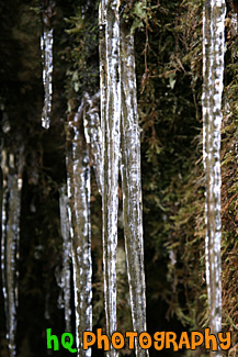 Icicles Close Up