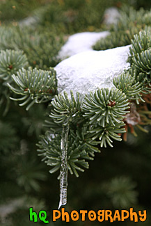 Ice & Snow on Tree Limb