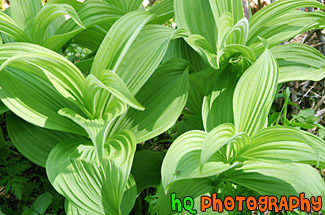 Corn Lilly Up Close